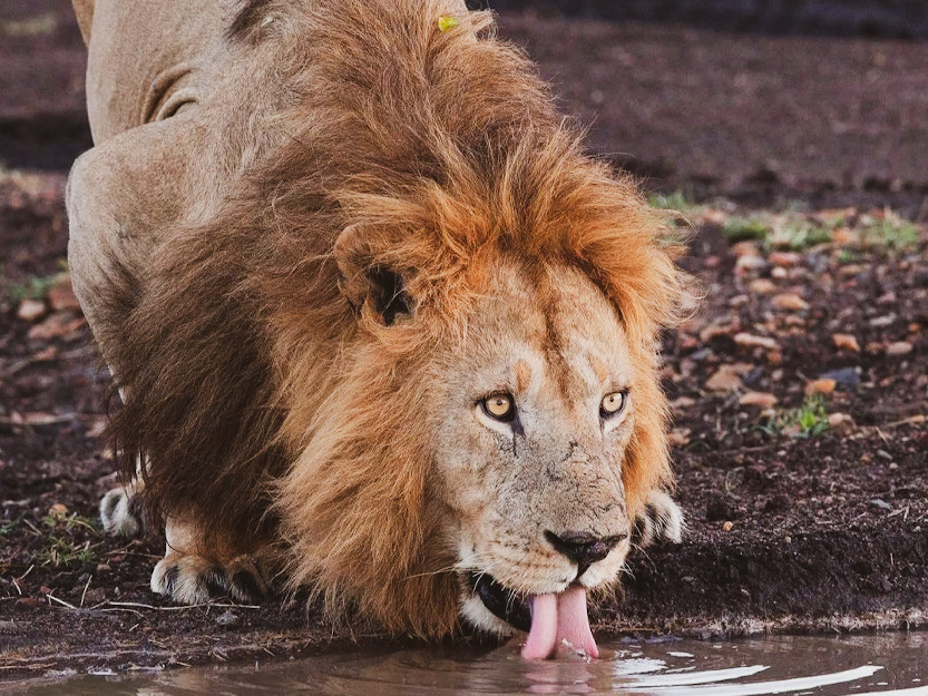 Tanzania Wildlife